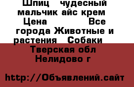 Шпиц - чудесный мальчик айс-крем › Цена ­ 20 000 - Все города Животные и растения » Собаки   . Тверская обл.,Нелидово г.